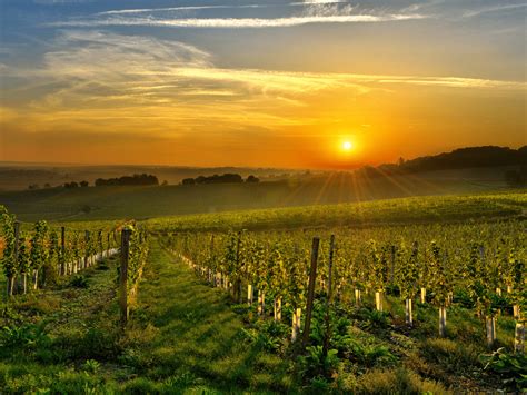 Best Wineries In Northern Virginia Within An Hour Of Dc Genxtraveler