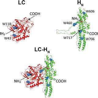 Far And Near Uv Cd Spectra Of Lc H N And Lc H N Proteins Of Bont A