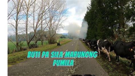 Ang Layo Ng Pila Bago Sila Makarating Dairyfarmingnz Youtube