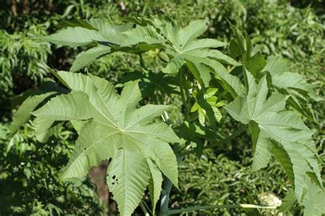 Ricino Ricinus Communis Picturethis