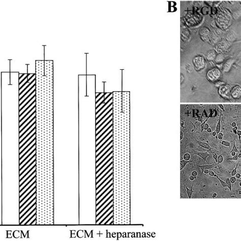 Effect Of Rgd Peptide On Heparanase Mediated Cell Adhesion And