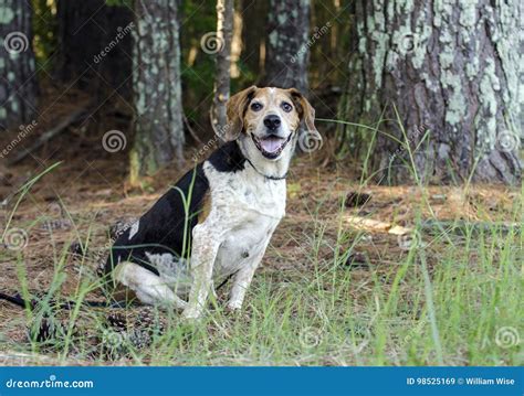 Senior Beagle Dog Stock Image Image Of Georgia Female 98525169