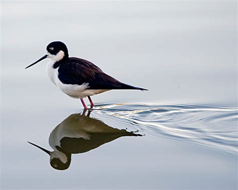 Stilt Reflecting - Birds and Blooms