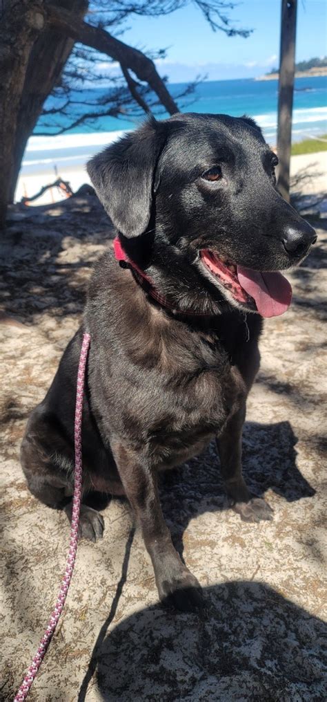 Cody Profile Monterey Bay Lab Rescue