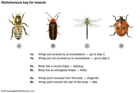 Dichotomous Key Practice Worksheets Pdf Worksheets Library