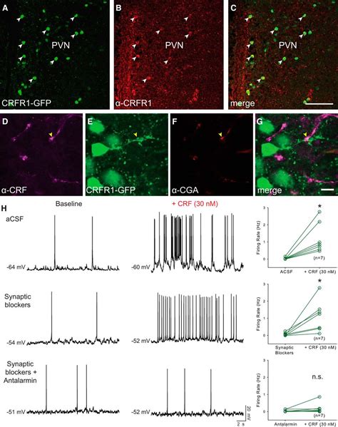 Local Corticotropin Releasing Factor Signaling In The Hypothalamic