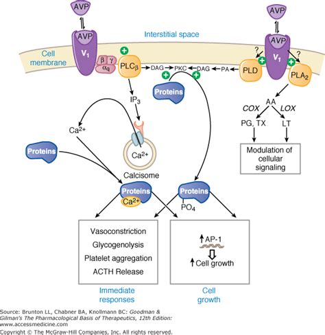 Receptors, Vasopressin; Antidiuretic Hormone Receptors; Receptors, V1 ...