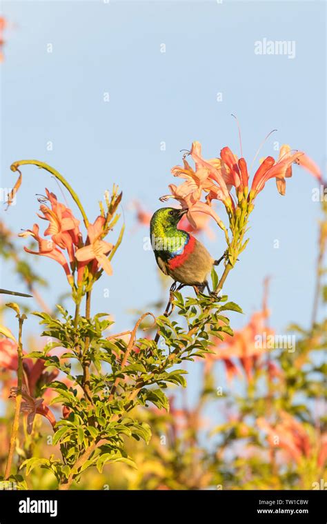 Southern Double Collared Sunbird Cinnyris Chalybeus Male Feeding On