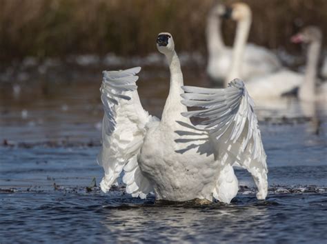 Standing With Swans Roads End Naturalist