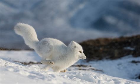 Arctic Foxes | Fun Facts, Where To See Them and How To Photograph Them ...