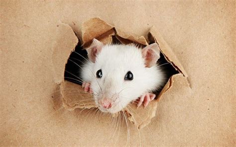 Spaying And Neutering Rats Should You Pros And Cons