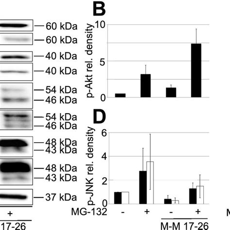 MG-132-induced phosphorylation of the previously examined cell ...