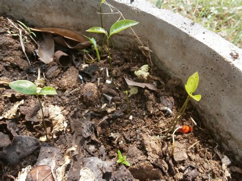 Graviolas can be grown from Thai seeds | Discovery Garden