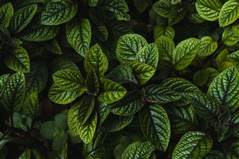 500+ Dark Green Pictures | Download Free Images on Unsplash