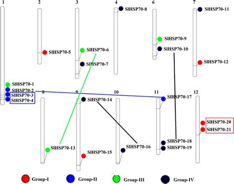 Chromosomal Locations And Duplications Of Tomato Hsp Genes The