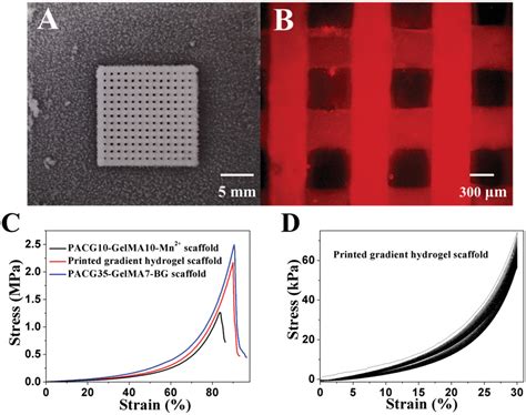 Osteochondral Regeneration With Dprinted Biodegradable Highstrength