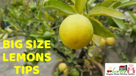 How To Get Big Size Lemons After Ripening Stage Tips At Asim Rooftop