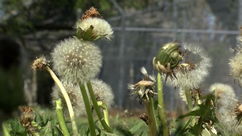 How To Get Rid Of And Prevent Unwanted Dandelions