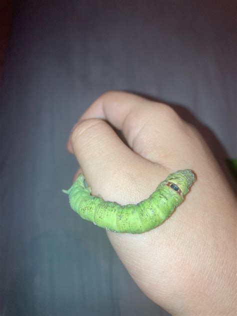 Id this caterpillar pls (florida) : r/insects