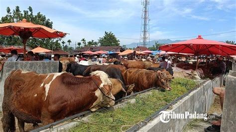 Sepekan Jelang Idul Adha Jual Beli Sapi Di Pasar Ternak Muara Panas