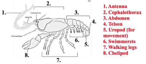 Complex Invertebrate Test Review The Biology Classroom