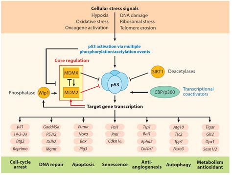 P53 Pathway Proteins Creative Biomart