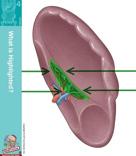 Topic 30 Spleen Flashcards Quizlet