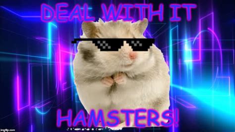 Hamster Cult Meme : Discord Pfps | Exchrisnge