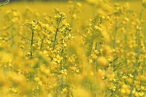 plant, rural scene, beauty in nature, no people, 4K, freshness