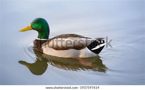 252,263 Duck Swimming Images, Stock Photos & Vectors | Shutterstock