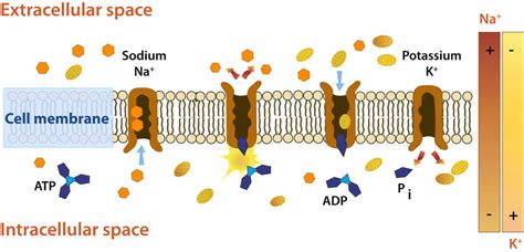 Sodium-Potassium Pump ( Read ) | Biology | CK-12 Foundation