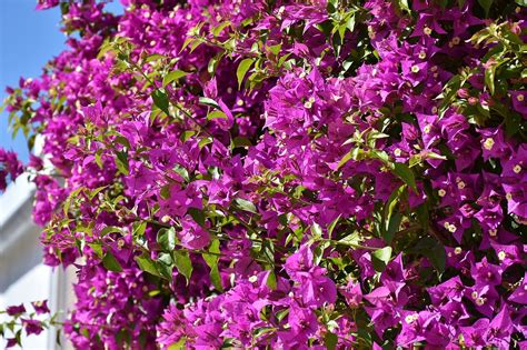 Bougainvillea Bougainville Triple Free Photo On Pixabay Pixabay