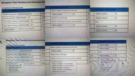 Solved Receptors Their Functions And Associated Sensations Chegg