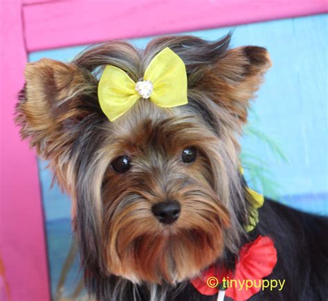 Teacup Yorkie Haircut Styles - Best Haircut 2020