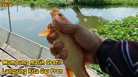 Sepi Pemancing Ternyata Sarang Ikan Mas YouTube