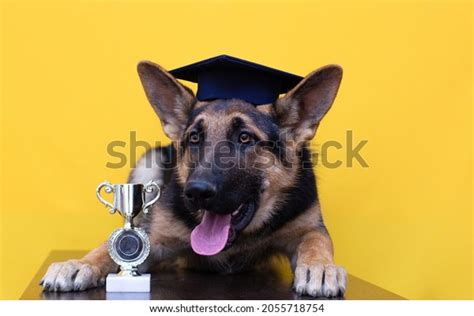 77 Dog Police Awards Images, Stock Photos & Vectors | Shutterstock