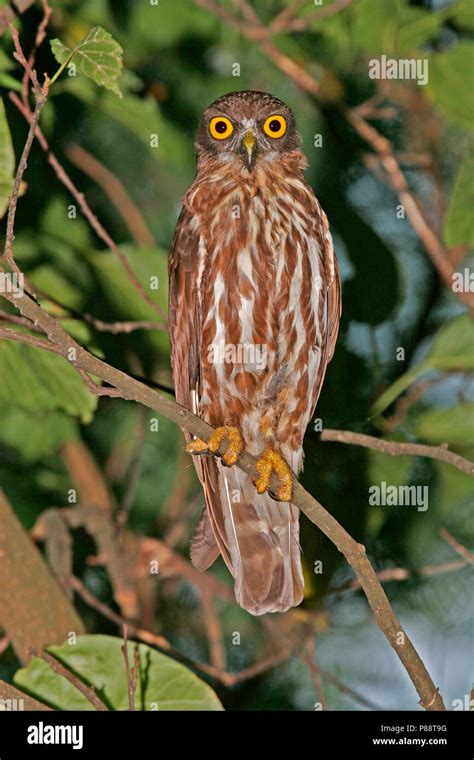 Northern Boobook Ninox Japonica Perched In A Tree At Night In Japan