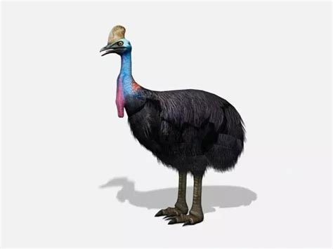 Cassowary Bird Free 3d Model - .Max - Open3dModel