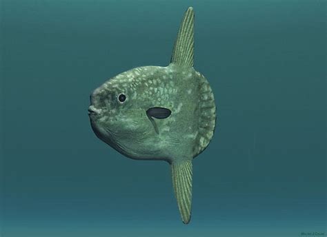 Art illustration - Oceans & Seas - Sunfish: (Mola mola) is a pelagic ...