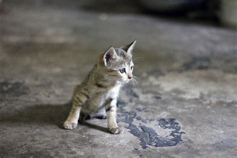 Fotos Gratis Animal Linda Mirando Mascota Pelaje Gatito Gato