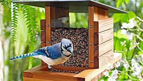 Bird Feeder Diy Plans Cut The Wood