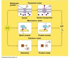 CSU 2020 BZ 440 Lecture 2 Genome Organization Protein Production