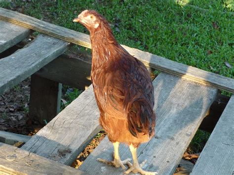 Chicken Breed Focus - Buckeye | BackYard Chickens