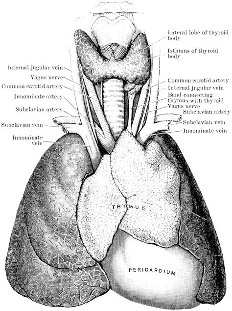 Thymus Gland Clipart Etc