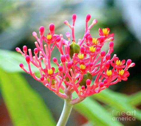 Milkweed Photograph By Diann Fisher Fine Art America