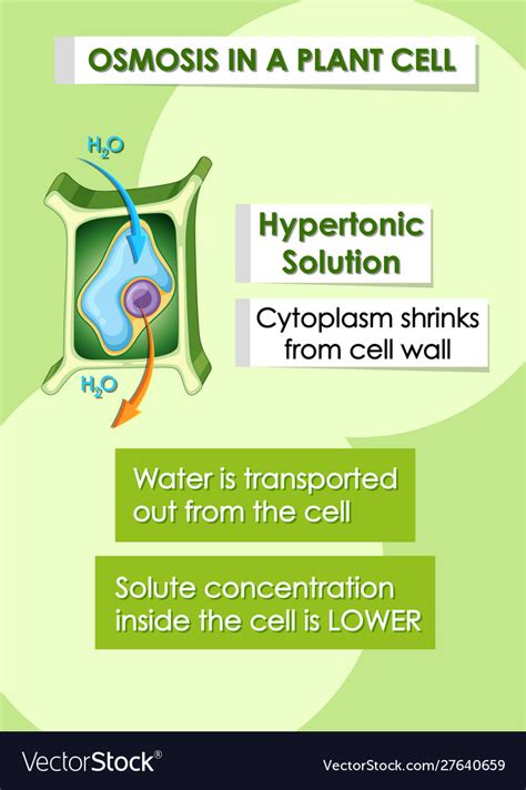 Hypertonic Plant Cell