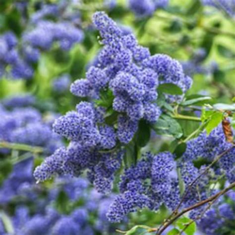 CEANOTHUS Pépinière La Colle Noire