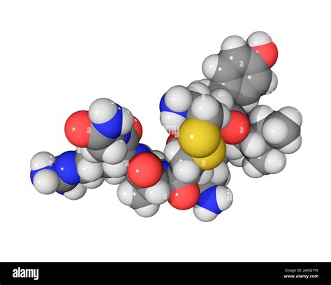 Vasopressin Hormone Molecule Computer Model Showing The Structure Of