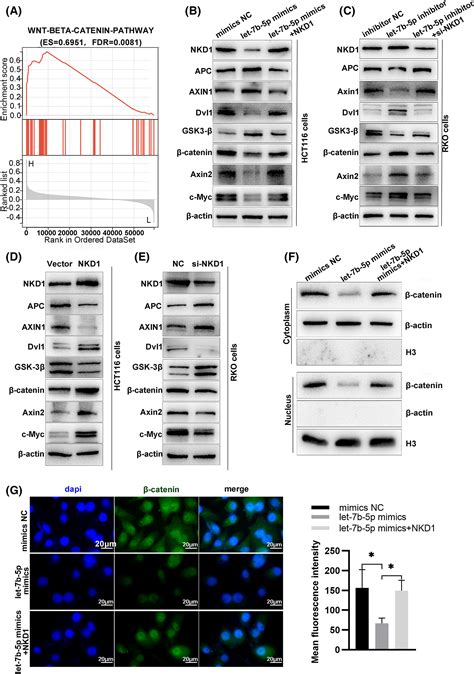 Let‐7b‐5p Inhibits Colon Cancer Progression By Prohibiting Apc