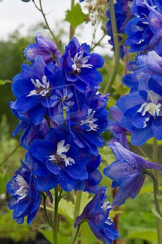 Delphinium Blue Bird Larkspur With Blue Flowers Garden Photography Blue Flowers Delphinium